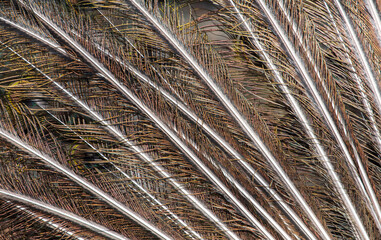 Multicolored peacock feathers as a background.
