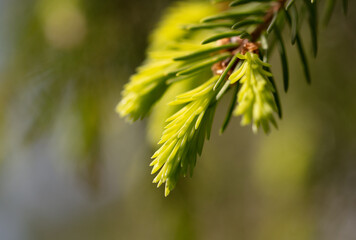 Green young needles on the branches of a spruce in the park.