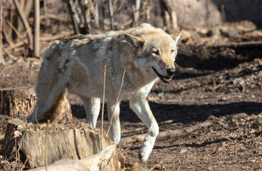 Naklejka na ściany i meble Wolf in the park in early spring.