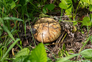 Mushroom grows in the grass in spring.