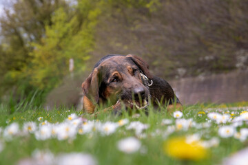 Pies w stokrotkach © Aruru