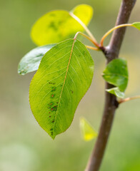 Disease on pear leaves in nature.