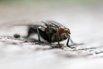 Fly on a wooden board.