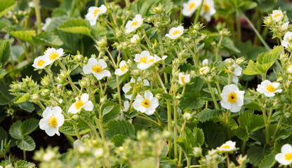 White flowers on strawberries in the vegetable garden.