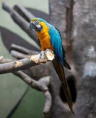 Portrait of a parrot bird