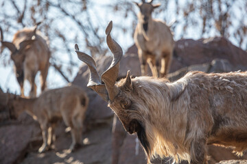 Herd of mountain goats in nature.