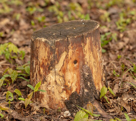 Stump in the park in spring.
