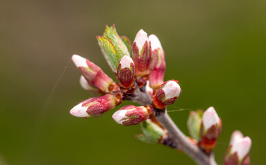 Flowers on a fruit tree in spring.
