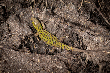 Green lizard on the ground in spring.