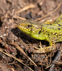 Green lizard on the ground in spring.