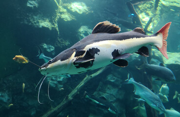 Catfish fish swims in the water