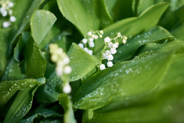 Blooming lily of the valley flowers dew or rain drops