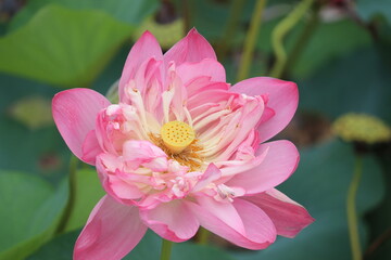 Obraz premium Close-up view of pink lotus flower found in pond with its green leaves background in India.