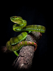 mentawaian pit viper