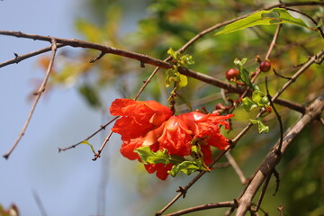 pomegranate flower - Indian female pomegranate flower which is grown in sunlight with blue sky background in Coorg, Karnataka.