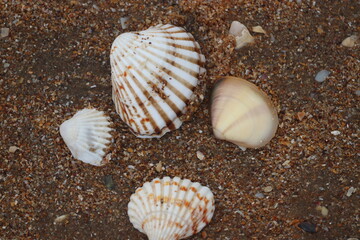 Raw sea shells - a view from top of four sea shells found in beaches of Goa.