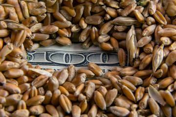 Obraz premium grain of wheat on a hundred dollar bill which is visible only the inscription one hundred