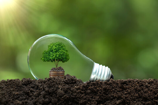 Energy-saving lamp, including a small tree growing on a pile of money in an energy-saving lamp and changing to renewable energy.Energy-saving and environmental concepts on Earth Day.