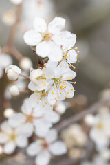 Closeup of white flowers in spring