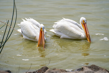 A pair of American white pelicans fishing. 