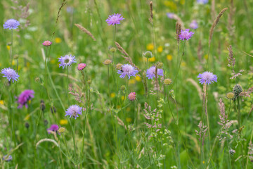 Field scabious (Knautia arvensis) between some grasses on a flower meadow.