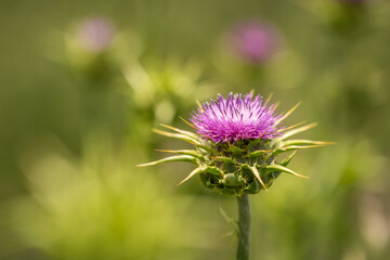 Close-up of Milk thistle (Silybum marianum)