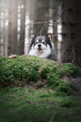 Obraz premium Portrait of a Finnish Lapphund dog outdoors