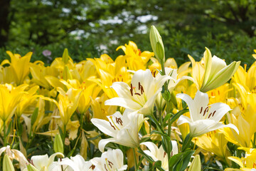 Obraz premium 白いユリの花（リトーウェン） Litouwen