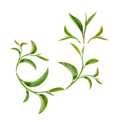 Green tea leaves isolated on white background