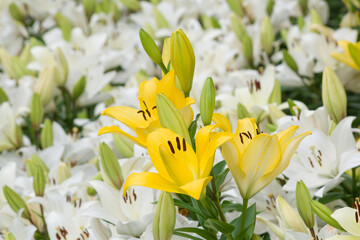黄色のユリの花（ヒノー） Hinault