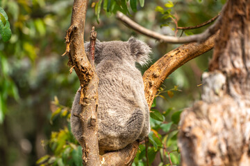 Koala sitting on a tree.