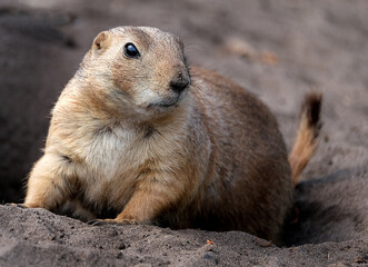 Prairie dogs are herbivorous burrowing mammals native to the grasslands of North America. Within the genus are five species: black-tailed, white-tailed, Gunnison's, Utah, and Mexican prairie dogs.