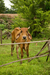 Photography - of a cow with a family eating grass.