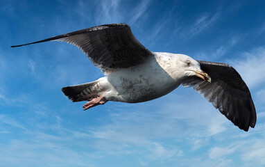 The European herring gull is a large gull, up to 66 cm long.