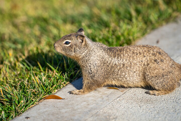 Naklejka na ściany i meble California ground squirrel (Spermophilus beecheyi) in its natural habitat.