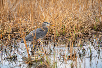 Great blue heron (Ardea cinerea) stands in a swamp.