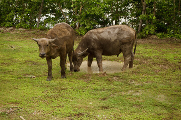 Fototapeta premium Photography - of buffalo playing in mud - buffalo in the countryside