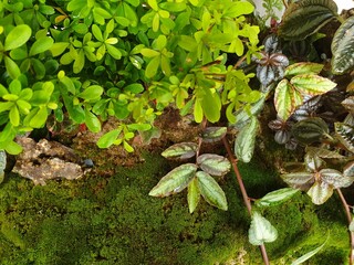Greenery background of nature plant and leaf
