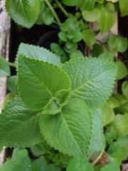 Greenery background of nature plant and leaf