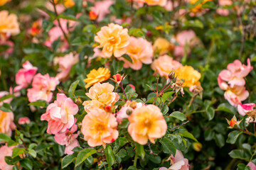 Decorative rose bushes in the garden. Multicolored blooming roses.