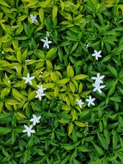 Greenery background of nature plant and leaf