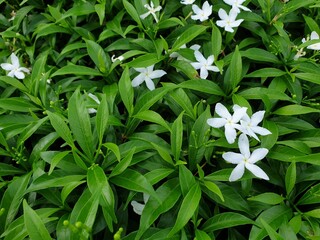Greenery background of nature plant and leaf