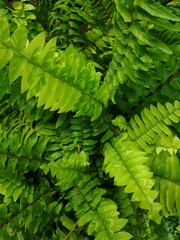 Greenery background of nature plant and leaf