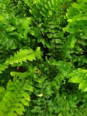 Greenery background of nature plant and leaf