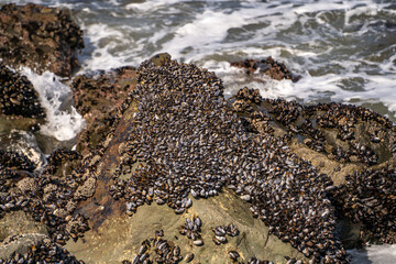 Wild Blue Mussels (Mytilus Edulis) on the rocks. 