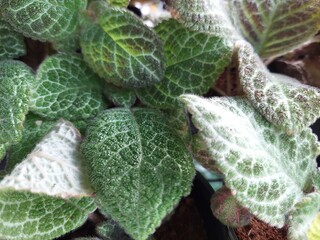 Greenery background of nature plant and leaf