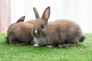 Adorable baby rabbits ears bunny sitting together on the green grass. Family tiny furry baby brown white bunny rabbits playful on the meadow. Easter family animal pet bunny concept.
