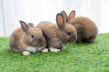 Adorable baby rabbits ears bunny sitting together on the green grass. Family tiny furry baby brown white bunny rabbits playful on the meadow. Easter family animal pet bunny concept.