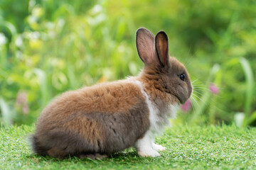 Lovely furry baby rabbit white and brown bunny looking at something while sitting on green grass over bokeh nature background. Easter animal new born bunny concept.
