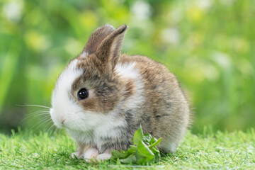 Adorable baby rabbit bunny eating vegetable sitting on green grass spring time over bokeh nature background. Cuddly furry white brown rabbit eat fresh vegetable at outdoor. Easter animal concept.